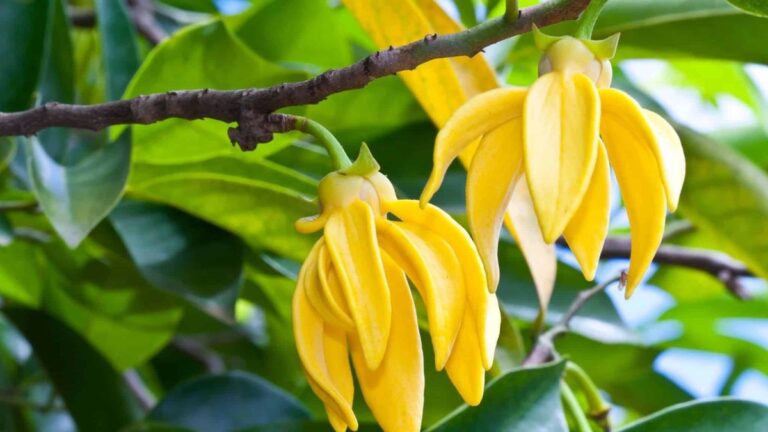 Ylang-Ylang: Rychle rostoucí strom, který zdobí zahradu a provoní ji
