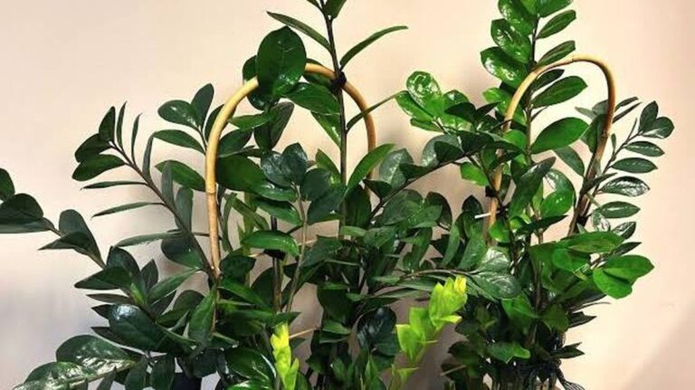 Zamiokulkas zamiolistný: Jak o něj správně pečovat v zimě