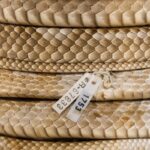 Zásadní objev v Texasu: První západní diamondback zmije v okrese Denton