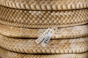 Zásadní objev v Texasu: První západní diamondback zmije v okrese Denton