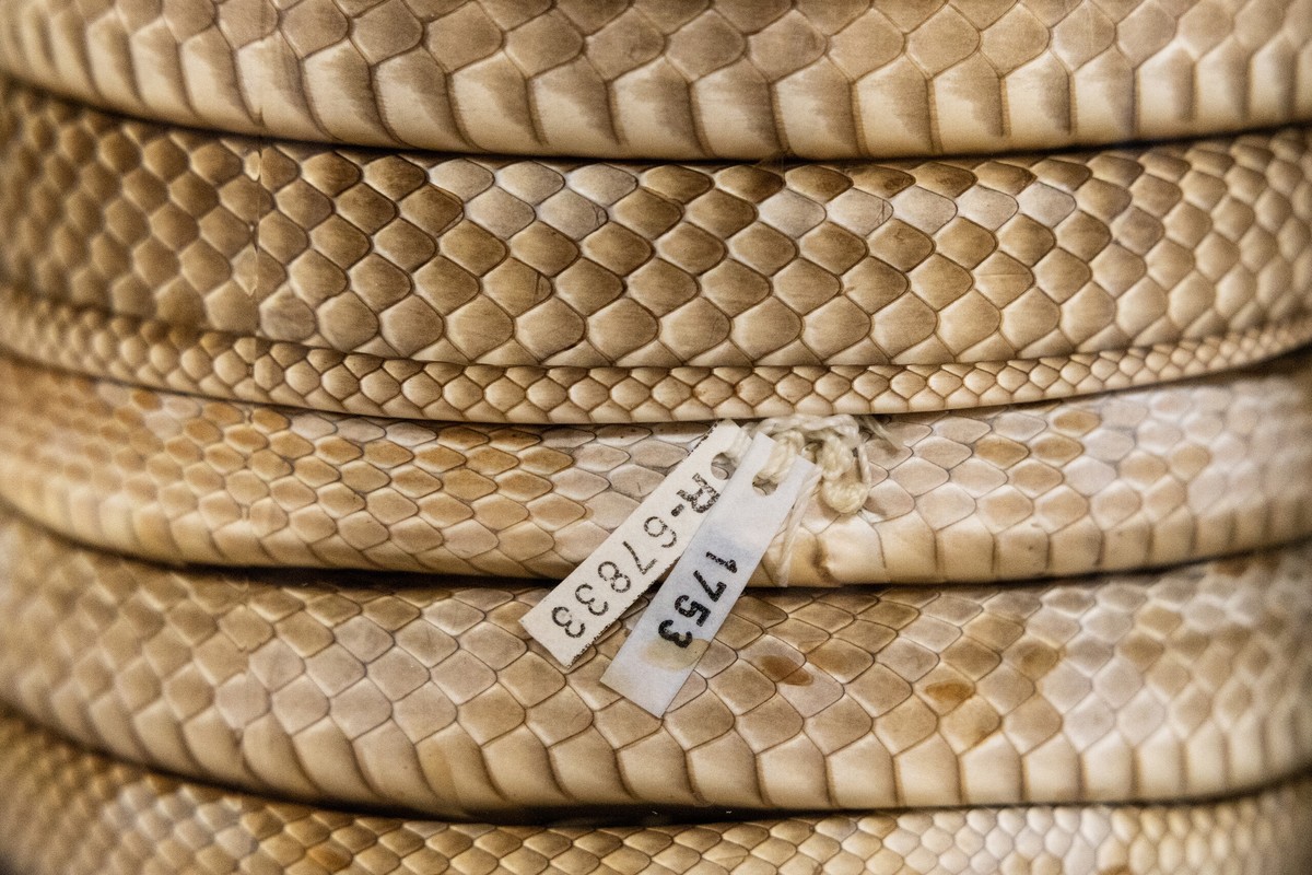 Zásadní objev v Texasu: První západní diamondback zmije v okrese Denton