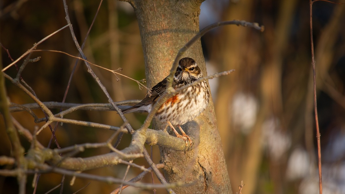 Jaké je to pták podobný zpěvníkům v našich parcích?