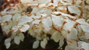 Mimořádný albínský buk z Moravského krasu jako fenomén přírody