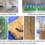 První úspěšná laboratoř kolonie polyfágového vrtáka založena v Západní Austrálii