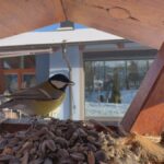 Rekordní sčítání ptáků v Česku na Ptačí hodince