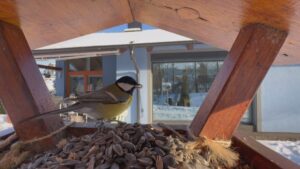 Rekordní sčítání ptáků v Česku na Ptačí hodince