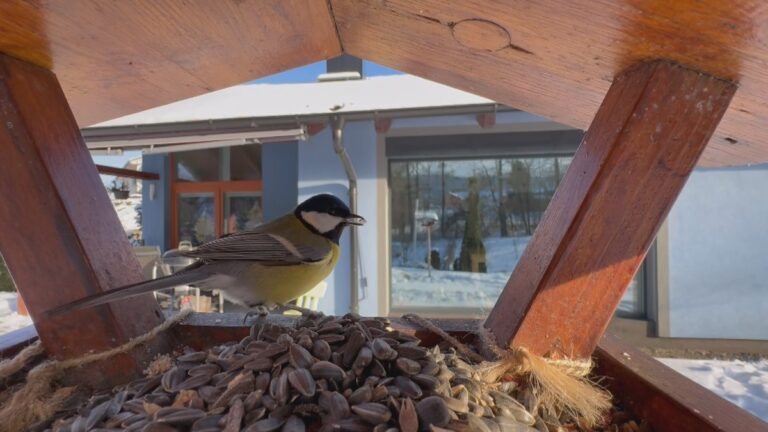 Rekordní sčítání ptáků v Česku na Ptačí hodince