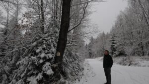 Vrba chvějící se: Strom roku 2026