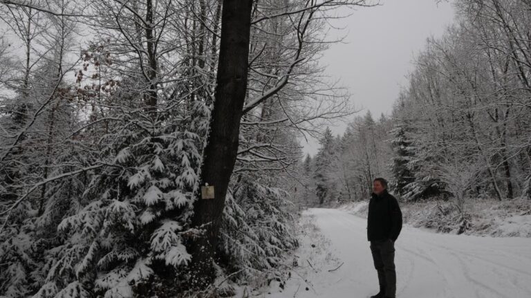 Vrba chvějící se: Strom roku 2026