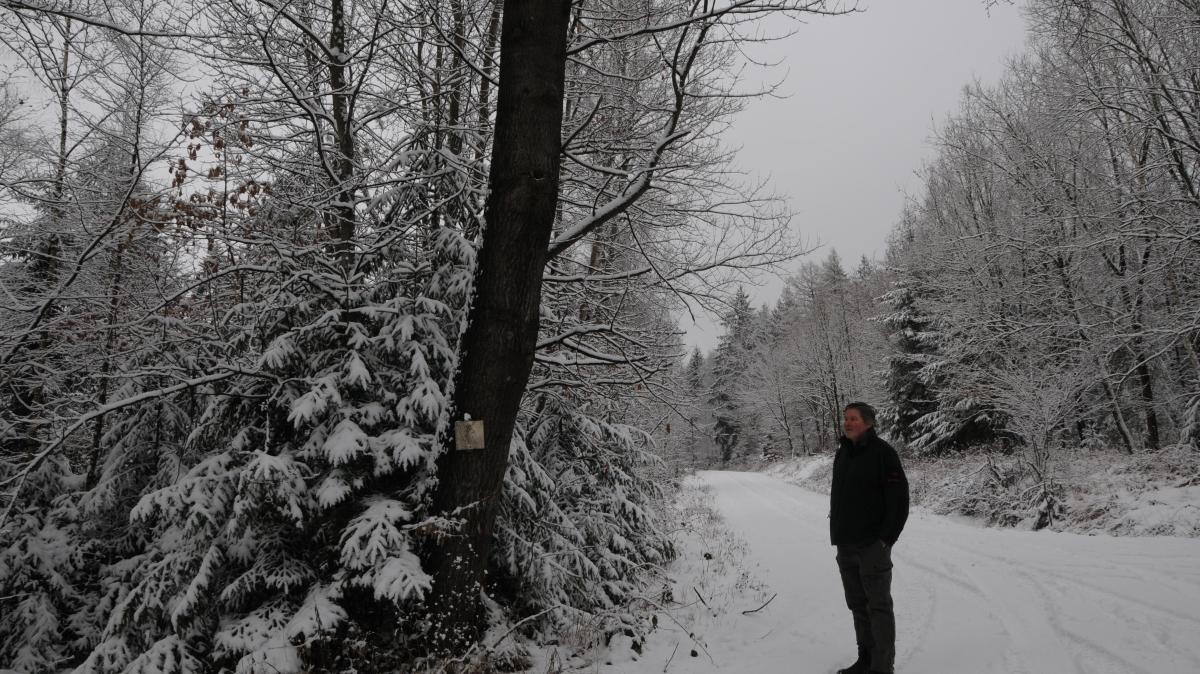 Vrba chvějící se: Strom roku 2026